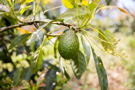 Smart avocado farming techniques hydroponic salad vegetables green ensuring fresh sustainable produce blur agriculture promotes healthy eating support farmer living local community non gmo hand pickの写真素材