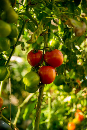 Smart farming techniques hydroponic salad vegetables technology tomato red green ensuring fresh sustainable produce agriculture promotes healthy eating support farmer living local community non gmoの写真素材