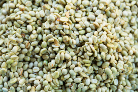 Close up hand harvest red ripe coffee seed robusta arabica berry harvesting coffee farm. Hand people harvest coffee bean ripe Red berries plant fresh seed coffee tree growth in green eco organic farmの写真素材