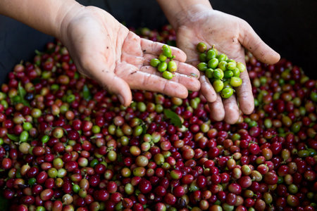Close up hand harvest red ripe coffee seed berry harvesting coffee farm. Hand people harvest coffee bean ripe Red berries plant fresh seed coffee tree growth in green eco organic farmの写真素材
