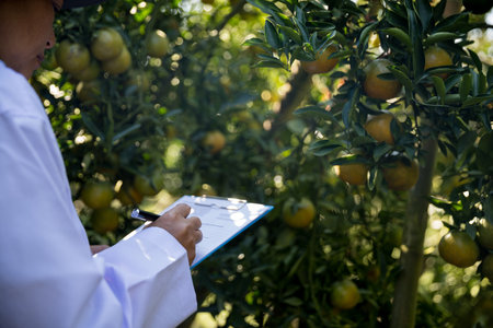 Farm ripe orange concept farmer hand pick nature fruit citrus orchard mandarin tree growing organic lush leaves background green vibrant garden crop leaf laden branches plant close up growthの写真素材