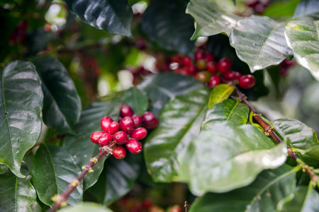 Farmer concept harvest ripe coffee seed robusta arabica berry close up fresh green leaf bean picking orange crop red yellow berries raw plant tree smart farm growth blur background eco organic gardenの写真素材