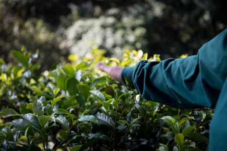 Business concept centers around fresh green tea reap background leaves organic farm with banner lush garden healthy plant tree leaves eco herbal farmer blur leaf plantation Freshness herbal naturalの写真素材
