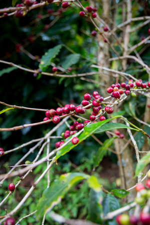 Farmer concept harvest ripe coffee seed robusta arabica berry close up fresh green leaf bean picking orange crop red yellow berries raw plant tree smart farm growth blur background eco organic gardenの写真素材