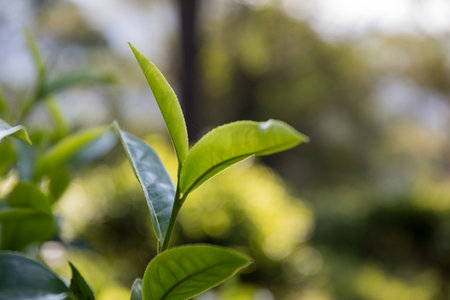 Business concept centers around fresh green tea leaves organic farm with banner lush garden healthy plant tree leaves eco herbal blur leaf plantation Freshness herbal naturalの写真素材