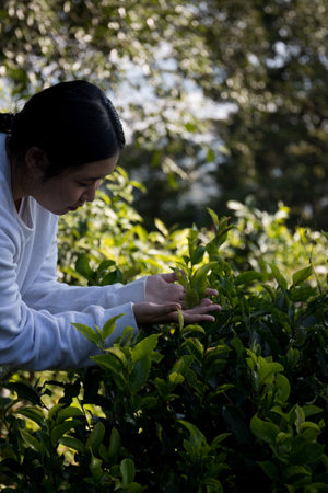Business concept centers around fresh green tea leaves organic farm with banner lush garden healthy plant tree leaves eco herbal farmer blur leaf plantation Freshness herbal naturalの写真素材