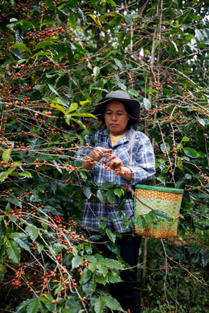 Farmer concept hand harvest ripe coffee seed robusta arabica berry close up fresh green leaf bean picking orange crop red yellow berries raw plant tree farm growth blur background eco organic gardenの写真素材