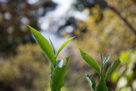 Business concept centers around fresh green tea reap background leaves organic farm with banner lush garden healthy plant tree leaves eco herbal farmer blur leaf plantation Freshness herbal naturalの写真素材