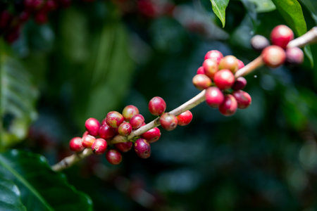 Farmer concept harvest ripe coffee seed robusta arabica berry close up fresh green leaf bean picking orange crop red yellow berries raw plant tree smart farm growth blur background eco organic gardenの写真素材