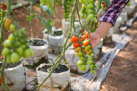 Smart farming techniques hydroponic salad vegetables technology tomato red green ensuring fresh sustainable produce agriculture promotes healthy eating support farmer living local community non gmoの写真素材
