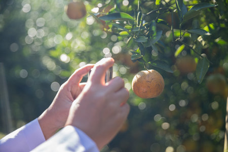 Business farm ripe orange concept farmer hand pick nature fruit citrus orchard mandarin tree growing organic lush leaves background green vibrant garden crop leaf laden branches plant close up growthの写真素材