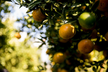 Business farm orange concept nature fruit citrus orchard mandarin tree growing, vibrant organic lush leaves background farmer green garden crop leaf ripe laden branches plant close up farming growth.の写真素材