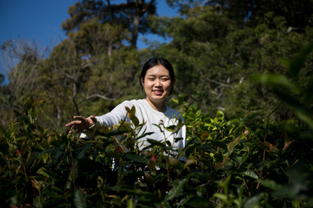 Business concept centers around fresh green tea reap background leaves organic farm with banner lush garden healthy plant tree leaves eco herbal farmer blur leaf plantation Freshness herbal naturalの写真素材
