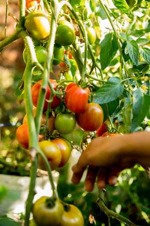 Smart farming techniques hydroponic salad vegetables business farm technology ensuring fresh sustainable produce farmer hand pick non gmo tomato red yellow green agriculture promotes support livingの写真素材