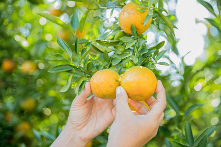 Business farm ripe orange concept farmer hand pick nature fruit citrus orchard mandarin tree growing organic lush leaves background green vibrant garden crop leaf laden branches plant close up growthの写真素材