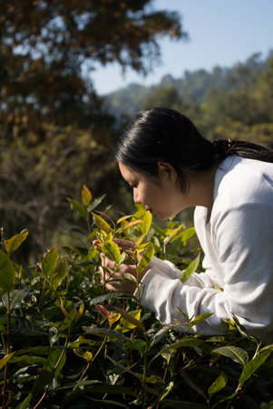 Business concept centers around fresh green tea reap background leaves organic farm with banner lush garden healthy plant tree leaves eco herbal farmer blur leaf plantation Freshness herbal naturalの写真素材