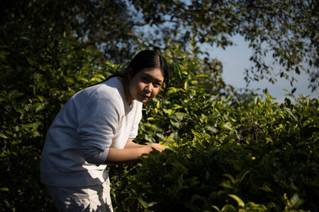 Business concept centers around fresh green tea reap background leaves organic farm with banner lush garden healthy plant tree leaves eco herbal farmer blur leaf plantation Freshness herbal naturalの写真素材