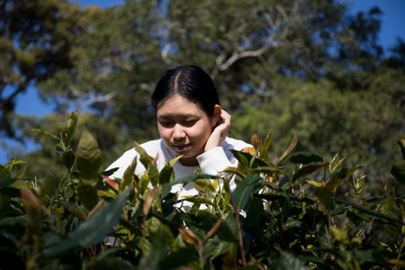 Business concept centers around fresh green tea leaves organic farm with banner lush garden healthy plant tree leaves eco herbal farmer blur leaf plantation Freshness herbal naturalの写真素材