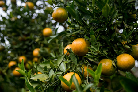 Business farm orange concept nature fruit citrus orchard mandarin tree growing, vibrant organic lush leaves background farmer green garden crop leaf ripe laden branches plant close up farming growth.の写真素材