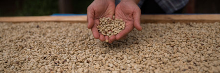 Farmer concept hand harvest ripe coffee seed robusta arabica berry close up fresh green leaf bean picking orange crop red yellow berries raw plant tree farm growth blur background eco organic gardenの写真素材