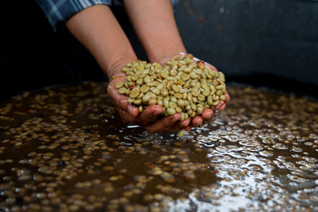 Farmer hand harvest ripe coffee seed robusta arabica berry close up fresh green leaf bean picking orange crop red yellow berries raw plant tree farm growth blur background eco organic gardenの写真素材