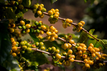 Farmer concept harvest ripe coffee seed robusta arabica berry close up fresh green leaf bean picking orange crop red yellow berries raw plant tree smart farm growth blur background eco organic gardenの写真素材