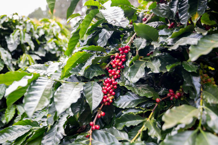 Farmer concept harvest ripe coffee seed robusta arabica berry close up fresh green leaf bean picking orange crop red yellow berries raw plant tree smart farm growth blur background eco organic gardenの写真素材