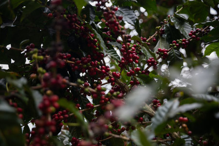 Farmer concept harvest ripe coffee seed robusta arabica berry close up fresh green leaf bean picking orange crop red yellow berries raw plant tree smart farm growth blur background eco organic gardenの写真素材