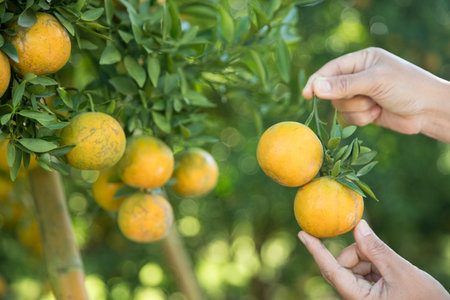 Business farm ripe orange concept farmer hand pick nature fruit citrus orchard mandarin tree growing organic lush leaves background green vibrant garden crop leaf laden branches plant close up growthの写真素材