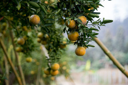 Business farm orange concept nature fruit citrus orchard mandarin tree growing, vibrant organic lush leaves background farmer green garden crop leaf ripe laden branches plant close up farming growth.の写真素材