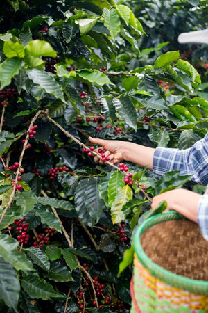 Farmer concept hand harvest ripe coffee seed robusta arabica berry close up fresh green leaf bean picking orange crop red yellow berries raw plant tree farm growth blur background eco organic gardenの写真素材