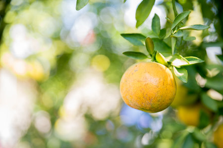 Business farm orange concept nature fruit citrus orchard mandarin tree growing, vibrant organic lush leaves background farmer green garden crop leaf ripe laden branches plant close up farming growth.の写真素材