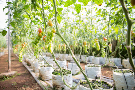 Smart farming techniques hydroponic salad vegetables technology tomato red green ensuring fresh sustainable produce agriculture promotes healthy eating support farmer living local community non gmoの写真素材