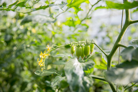 Smart farming techniques hydroponic salad vegetables technology tomato red green ensuring fresh sustainable produce agriculture promotes healthy eating support farmer living local community non gmoの写真素材