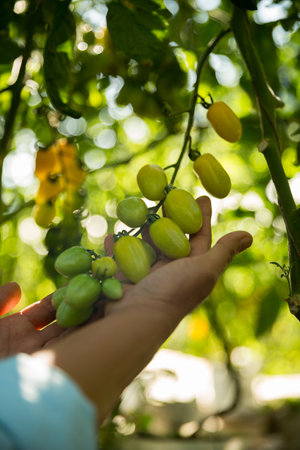 Smart farming techniques hydroponic salad vegetables business farm technology ensuring fresh sustainable produce farmer hand pick non gmo tomato red yellow green agriculture promotes support livingの写真素材
