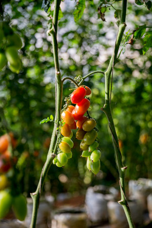 Smart farming techniques hydroponic salad vegetables technology tomato red green ensuring fresh sustainable produce agriculture promotes healthy eating support farmer living local community non gmoの写真素材