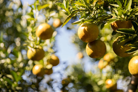 Business farm ripe orange concept farmer hand pick nature fruit citrus orchard mandarin tree growing organic lush leaves background green vibrant garden crop leaf laden branches plant close up growthの写真素材