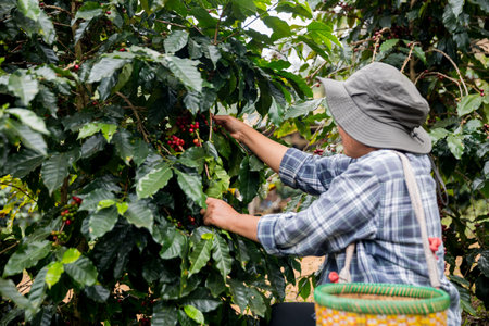 Farmer concept hand harvest ripe coffee seed robusta arabica berry close up fresh green leaf bean picking orange crop red yellow berries raw plant tree farm growth blur background eco organic gardenの写真素材