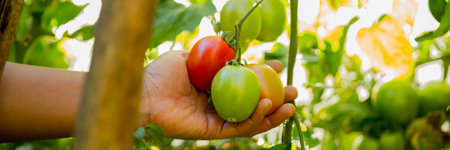 Smart farming techniques hydroponic salad vegetables business farm technology ensuring fresh sustainable produce farmer hand pick non gmo tomato red yellow green agriculture promotes support livingの写真素材