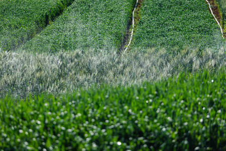wheat farmer harvest business concept farming agronomist analyzing data barley examines food field summer cereal agriculture Smart farm modern management growth control organic summer background blurの写真素材