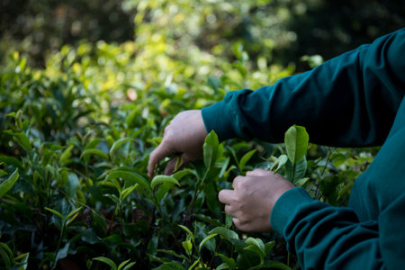 Business concept centers around fresh green tea reap background leaves organic farm with banner lush garden healthy plant tree leaves eco herbal farmer blur leaf plantation Freshness herbal naturalの写真素材