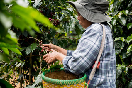 Farmer concept hand harvest ripe coffee seed robusta arabica berry close up fresh green leaf bean...