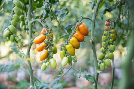 Smart farming techniques hydroponic salad vegetables technology tomato red green ensuring fresh sustainable produce agriculture promotes healthy eating support farmer living local community non gmoの写真素材