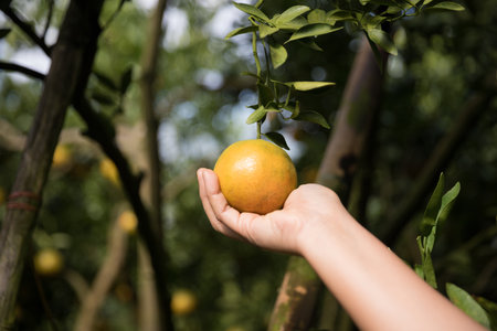 Business farm ripe orange concept farmer hand pick nature fruit citrus orchard mandarin tree growing organic lush leaves background green vibrant garden crop leaf laden branches plant close up growthの写真素材