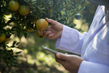 Business farm ripe orange concept farmer hand pick nature fruit citrus orchard mandarin tree growing organic lush leaves background green vibrant garden crop leaf laden branches plant close up growthの写真素材