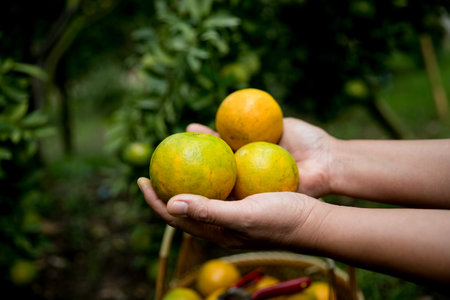 Business farm ripe orange concept farmer hand pick nature fruit citrus orchard mandarin tree growing organic lush leaves background green vibrant garden crop leaf laden branches plant close up growthの写真素材