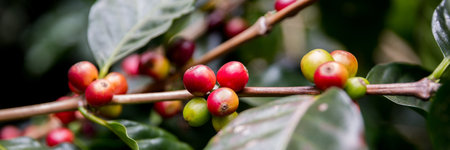 Farmer concept harvest ripe coffee seed robusta arabica berry close up fresh green leaf bean picking orange crop red yellow berries raw plant tree smart farm growth blur background eco organic gardenの写真素材