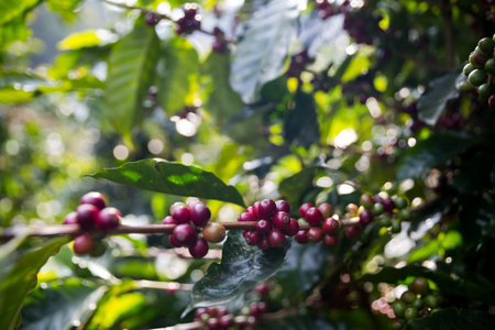 Farmer concept harvest ripe coffee seed robusta arabica berry close up fresh green leaf bean picking orange crop red yellow berries raw plant tree smart farm growth blur background eco organic gardenの写真素材