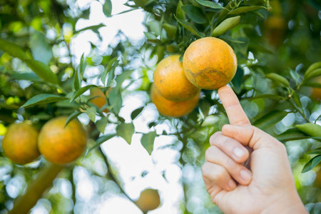 Business farm ripe orange concept farmer hand pick nature fruit citrus orchard mandarin tree growing organic lush leaves background green vibrant garden crop leaf laden branches plant close up growthの写真素材