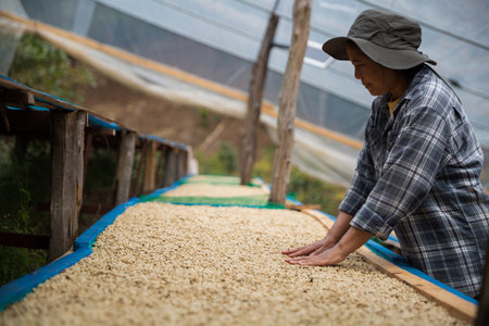 Farmer concept hand harvest ripe coffee seed berry close up fresh green leaf bean picking orange crop red yellow berries raw plant tree farm growth blur background eco organic gardenの写真素材